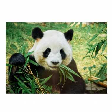 Poster natuur panda / pandabeer 84 x 59 cm